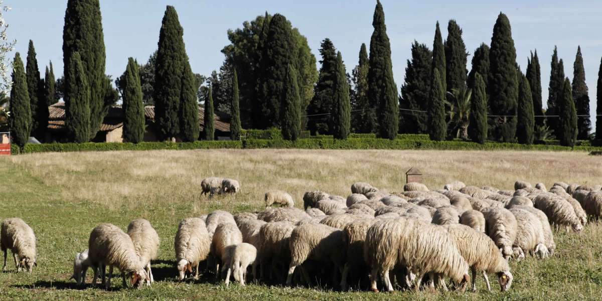 Schafherde auf der Via Appia, Rom