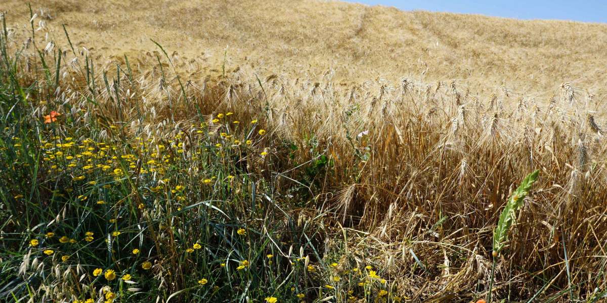 Bittet also den Herrn der Ernte, Arbeiter für seine Ernte auszusenden.